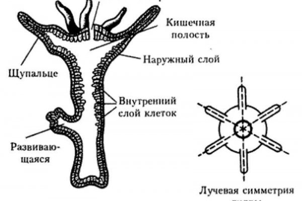 Ссылки кракен телеграф